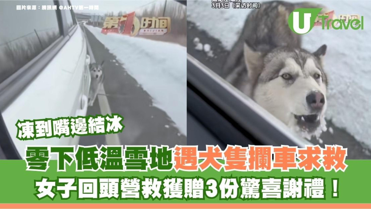 零下低溫荒野遇犬隻攔車求救 女子回頭營救獲贈驚喜謝禮！