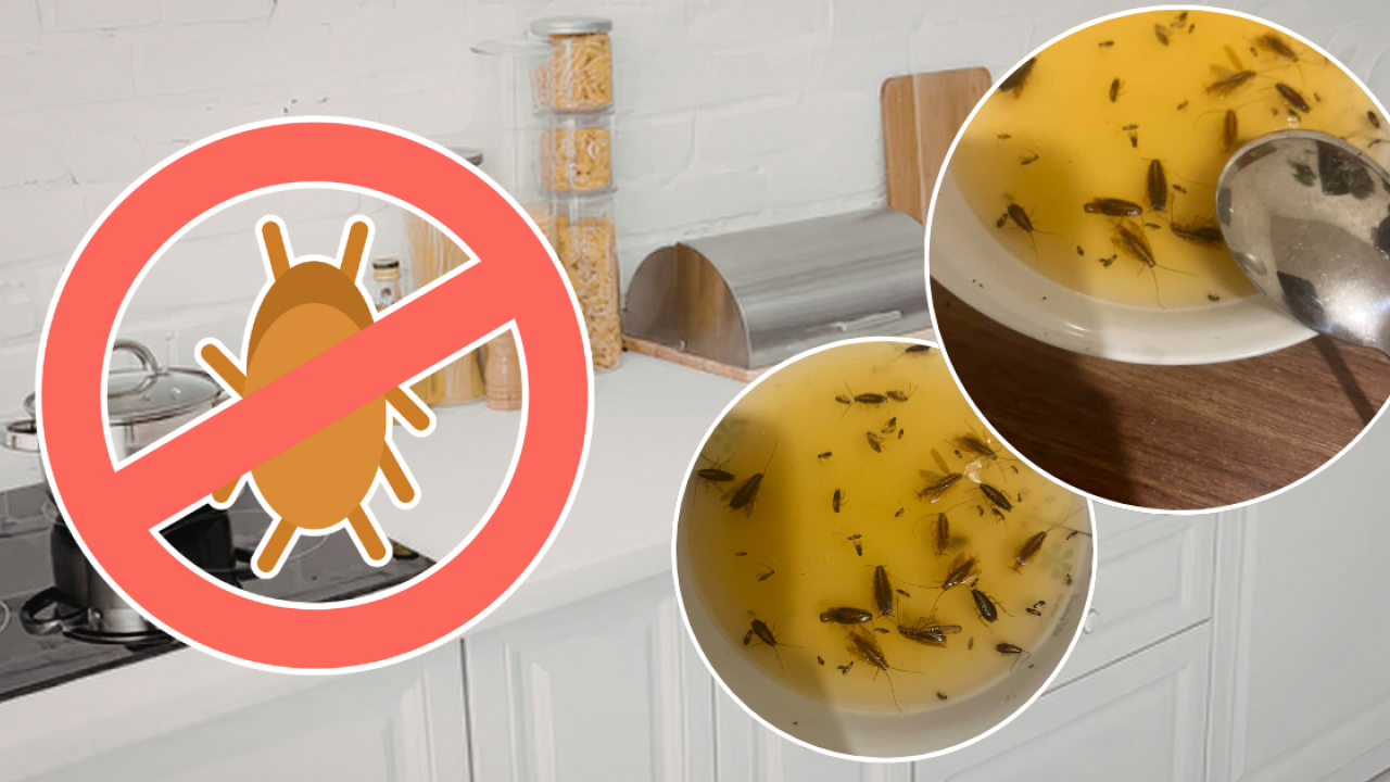 曱甴｜港男自製實測啤酒陷阱2晚殺50隻小強！專家解構窒息死原理 附對付大強絕招