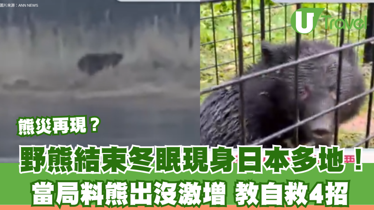 日本熊災再現？野熊結束冬眠現身東北多地！當局料熊出沒激增教自救4招 