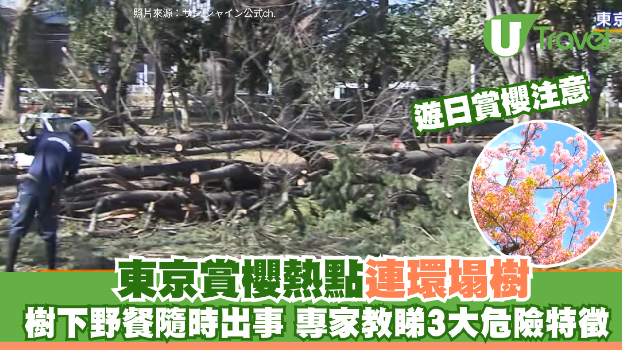 遊日注意！東京賞櫻熱點連環塌樹 專家拆解3大危險老樹警號