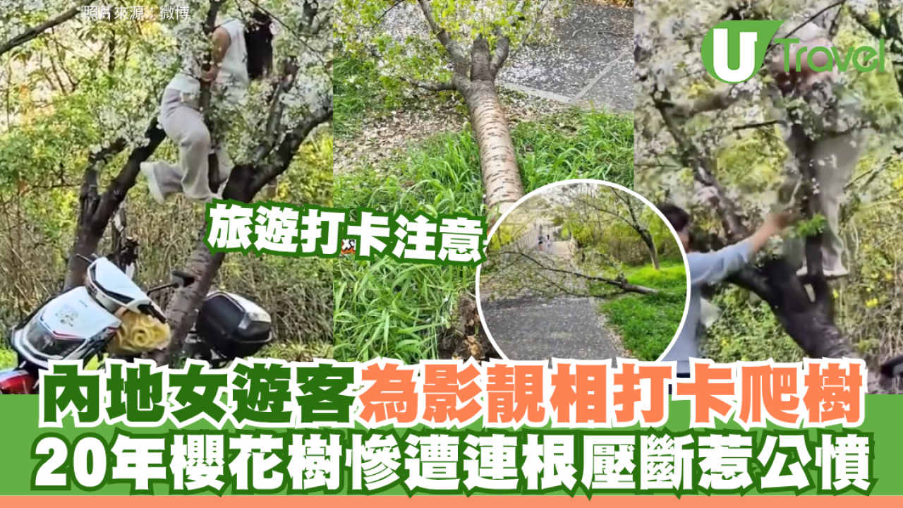內地女遊客為影靚相打卡爬樹 20年櫻花樹慘遭連根壓斷惹公憤