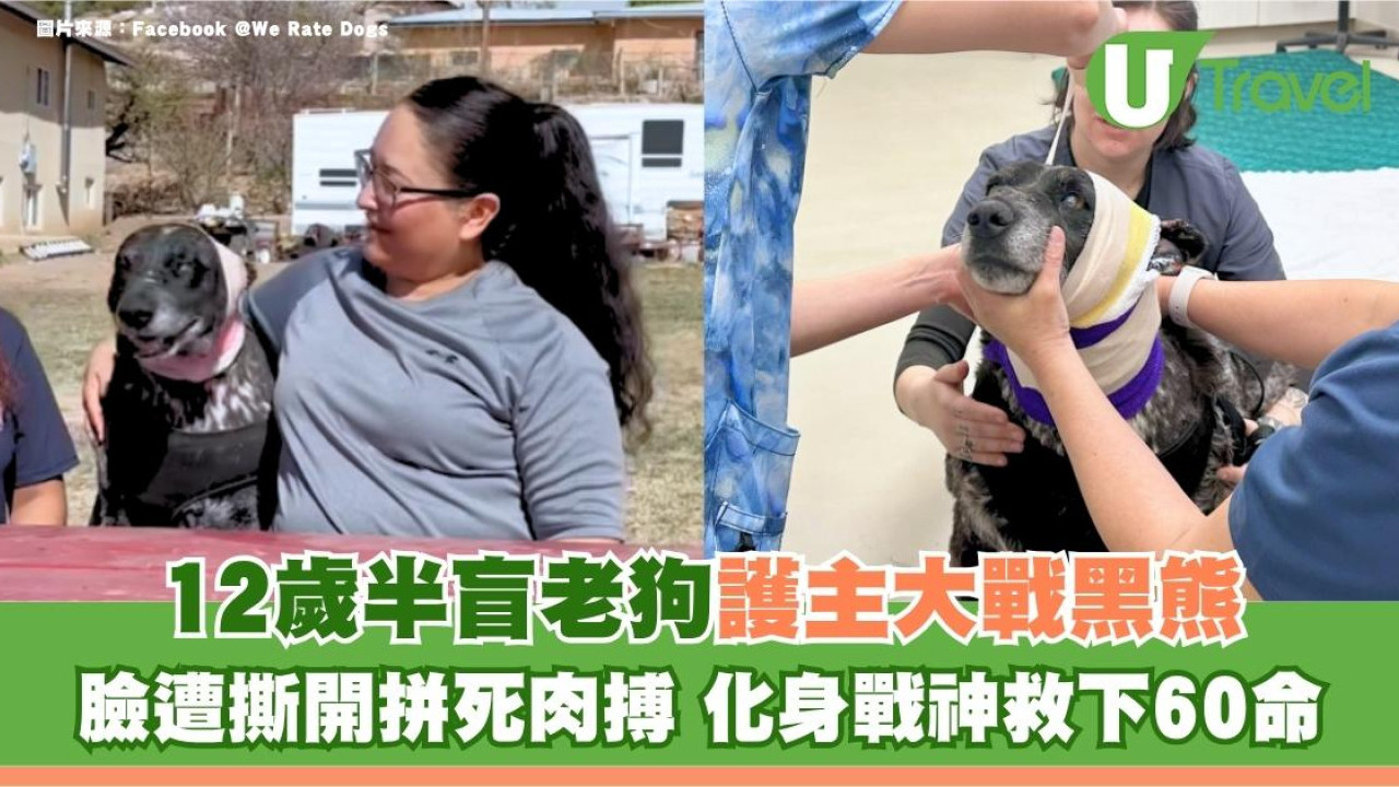 美國12歲半盲老狗護主大戰黑熊 臉遭撕開拼死肉搏 化身戰神救下60命