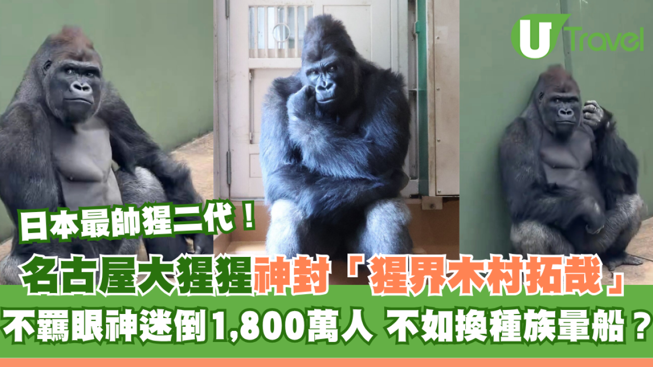 日本最帥猩二代！名古屋大猩猩「清正」爆紅！不羈眼神被封「猩界木村拓哉」