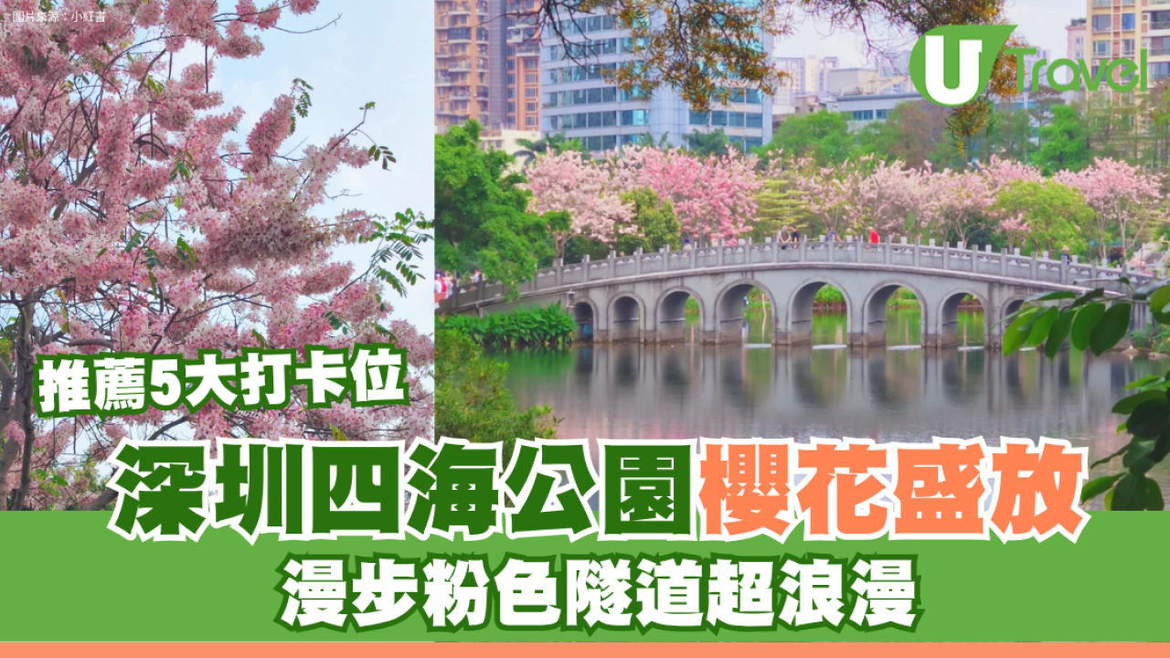 深圳四海公園櫻花盛放！漫步粉色隧道超浪漫！推薦5大打卡位
