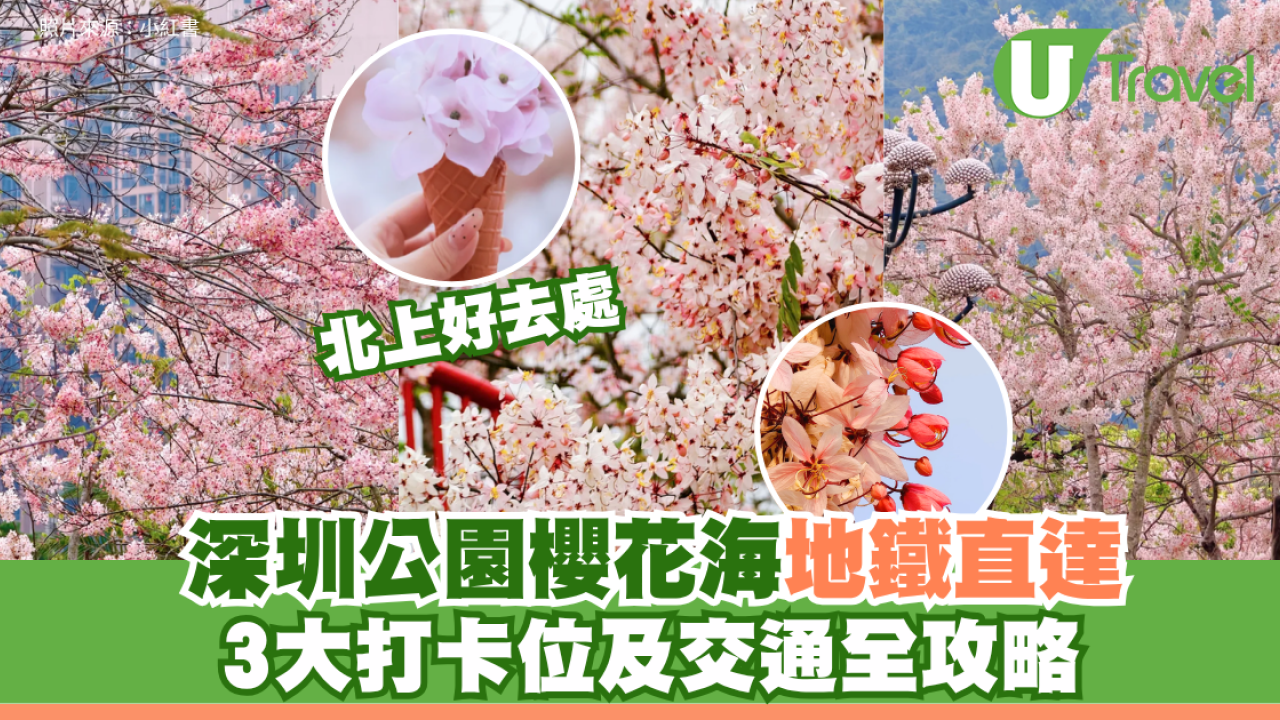 深圳白石龍音樂公園櫻花海地鐵直達！免費入場推介3大打卡位附交通方式