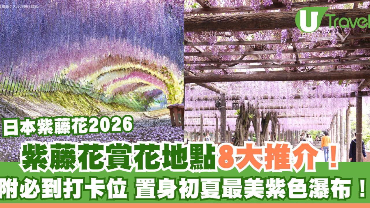 日本紫藤花2026｜紫藤花賞花地點8大推介！附必到打卡位 置身初夏最美紫色瀑布！