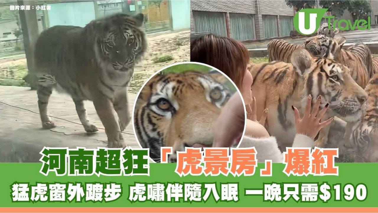 內地熱話｜河南超狂「虎景房」爆紅！$190一晚體驗與猛虎同眠
