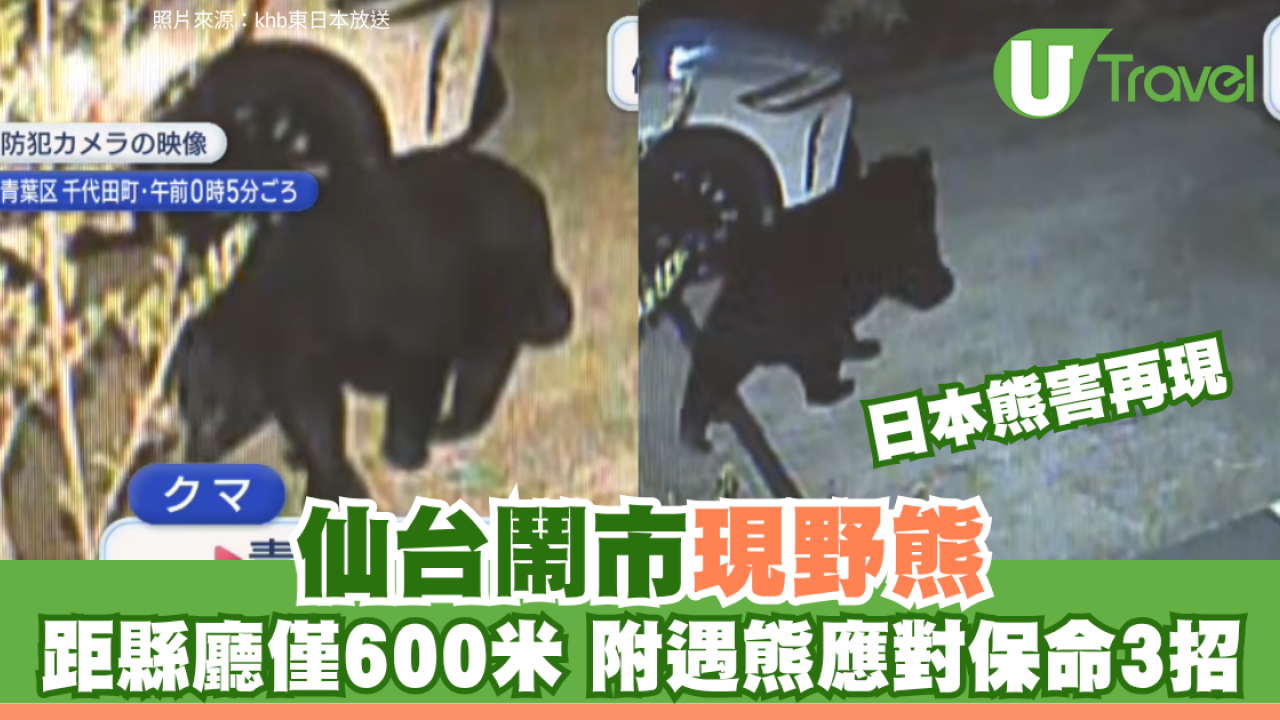 日本熊害再現！仙台鬧市現野熊 距縣廳僅600米 附遇熊應對保命3招
