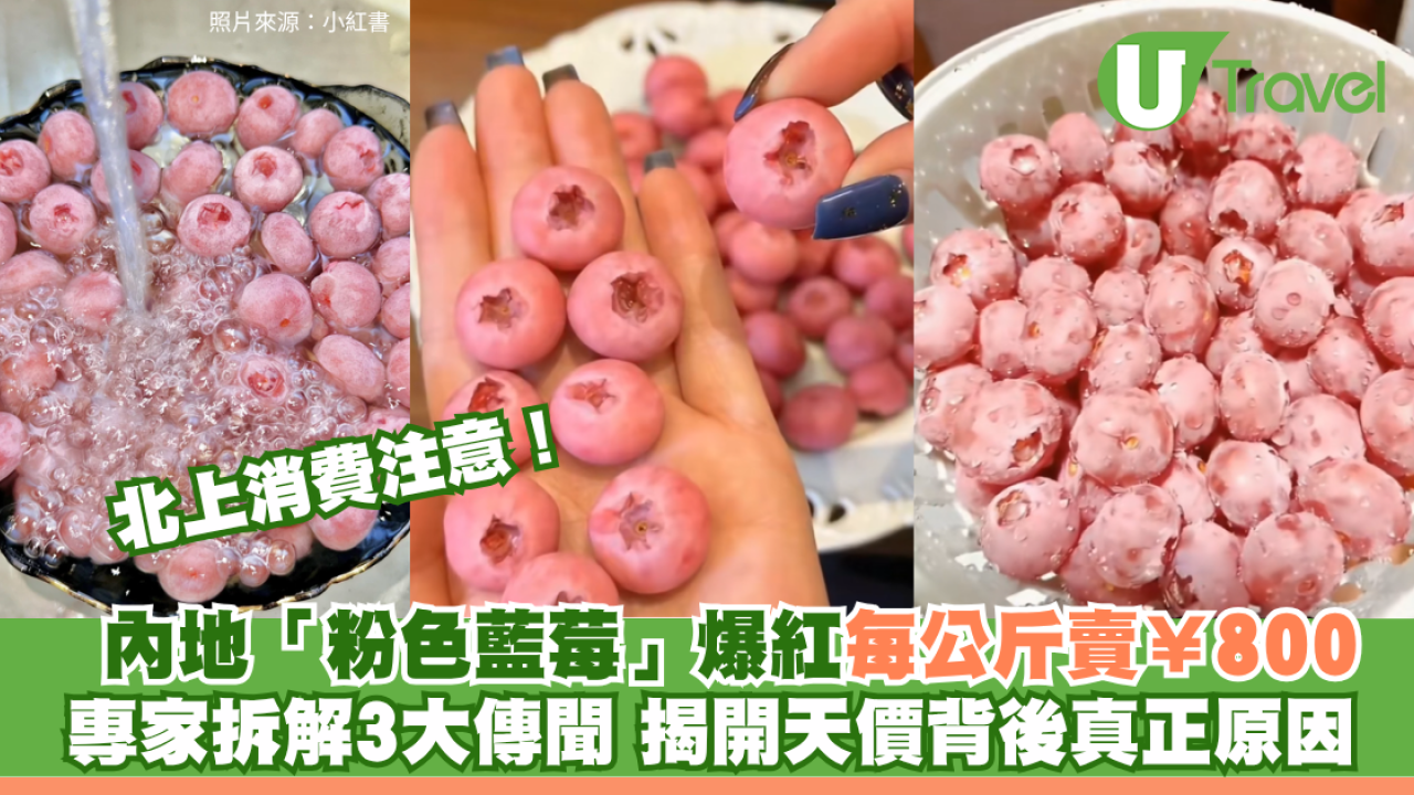 內地「粉色藍莓」爆紅每公斤賣￥800！專家拆解3大傳聞 揭開天價背後真正原因