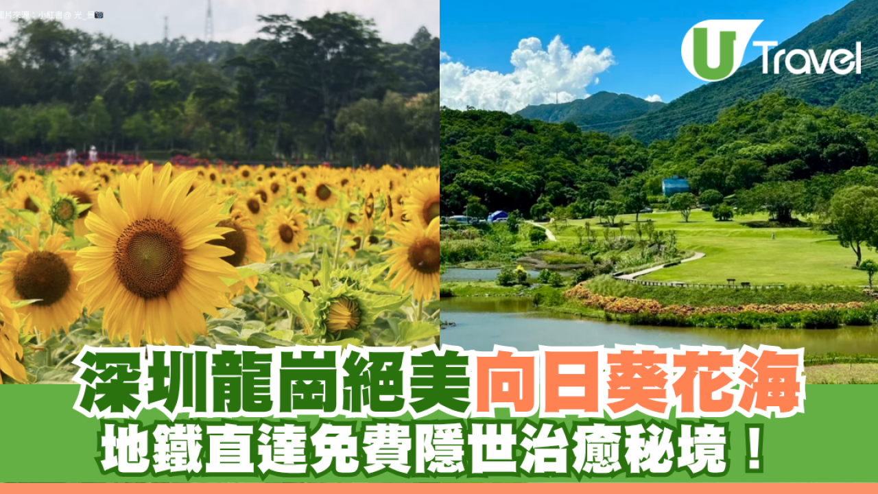 深圳龍崗絕美向日葵花海 地鐵直達免費隱世治癒秘境！