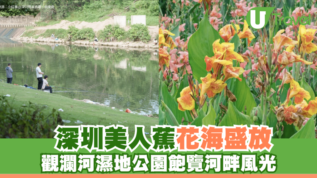 深圳美人蕉花海盛放！觀瀾河濕地公園飽覽初夏河畔風光 