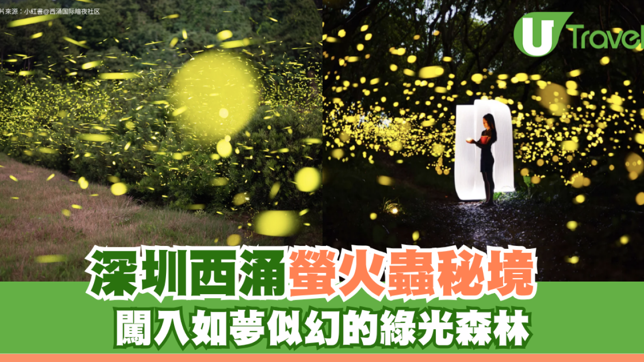 深圳西涌螢火蟲秘境如夢似幻！附地點交通最佳觀賞時間