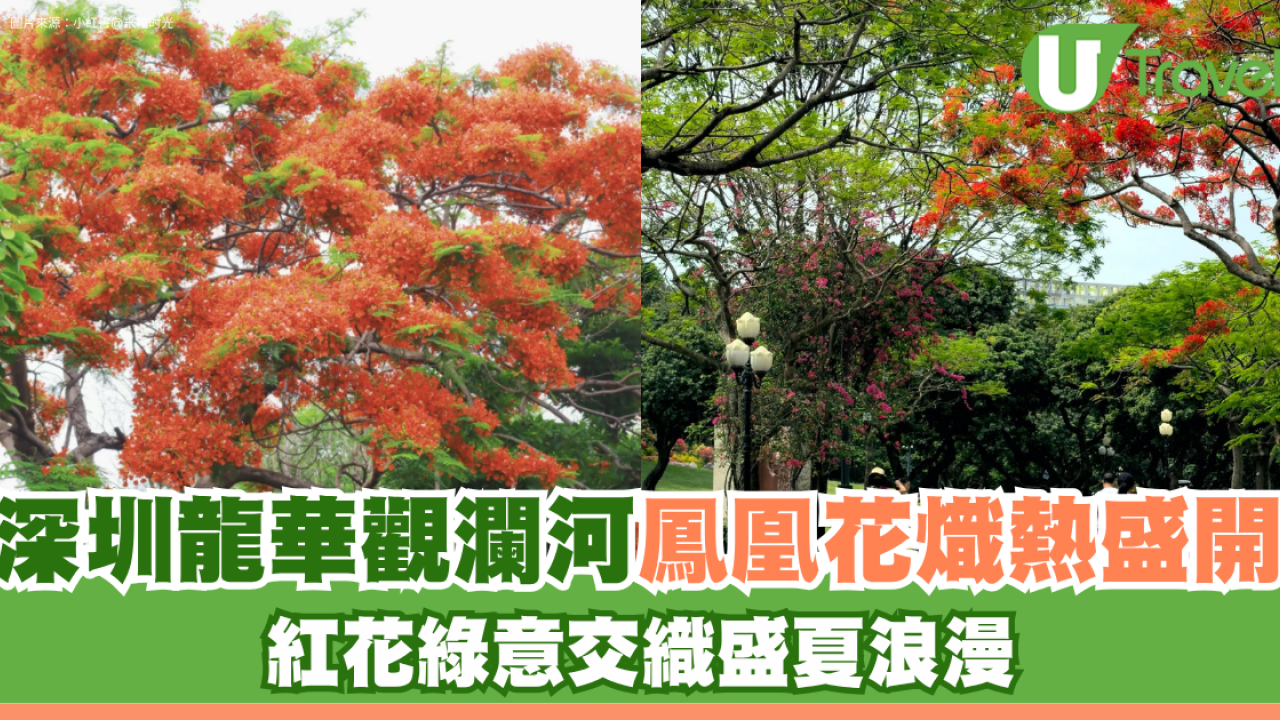 北上賞花2026｜深圳龍華觀瀾河鳳凰花盛放！初夏限定打卡必去附地址交通