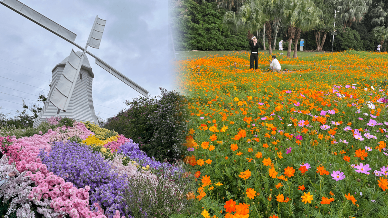 【深圳賞花地圖2026】深圳6大賞花景點推介 地鐵直達馬鞭草花海／仿荷蘭風車小鎮／夢幻繡球花展
