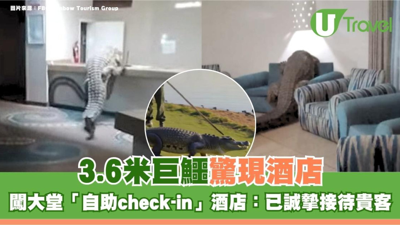 3.6米巨鱷驚現酒店闖大堂「自助check-in」酒店：已誠摯接待貴客