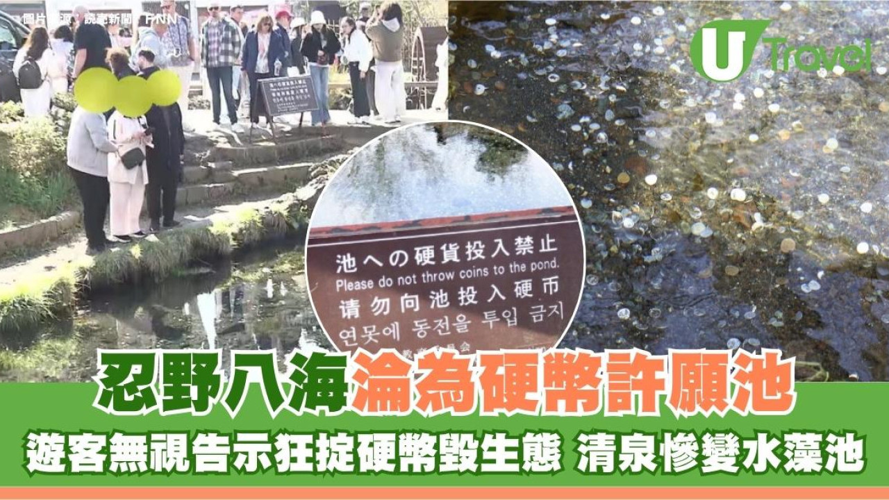 忍野八海淪為硬幣許願池！遊客無視告示狂掟硬幣毀生態 清泉慘變水藻池