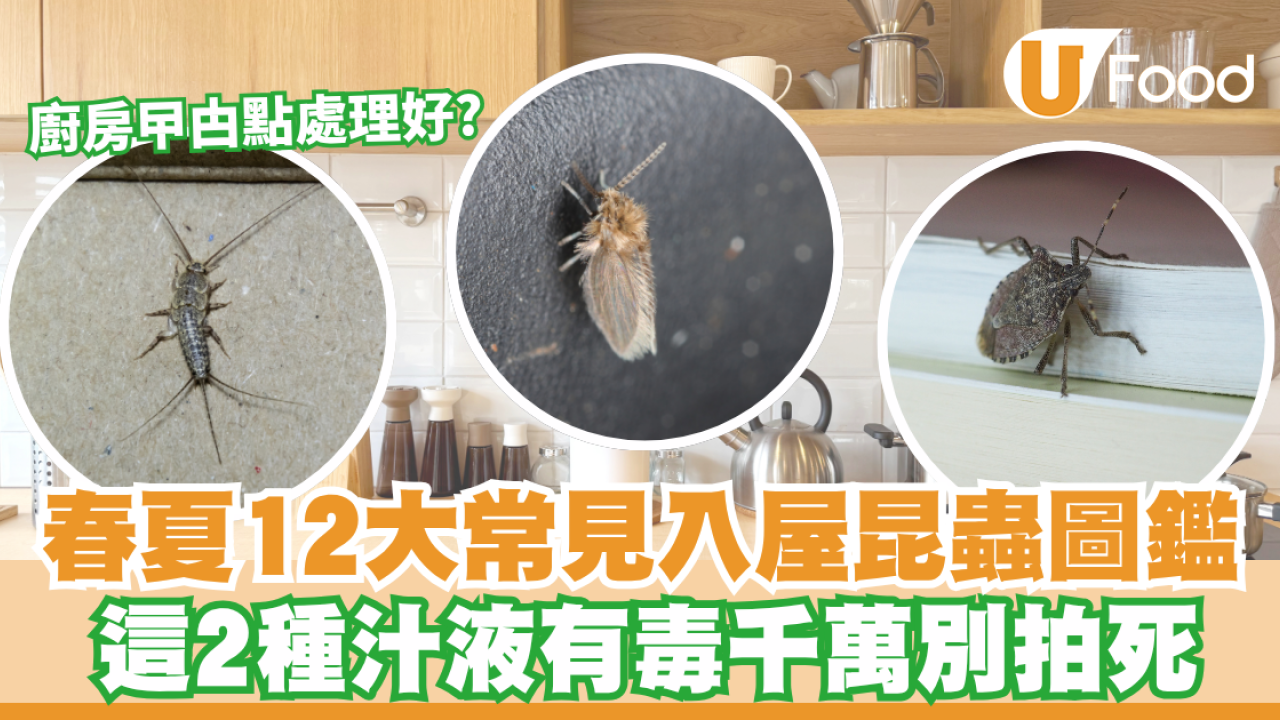 春夏12大常見入屋昆蟲圖鑑！這2種汁液有毒千萬別拍死／廚房曱甴點處理好？
