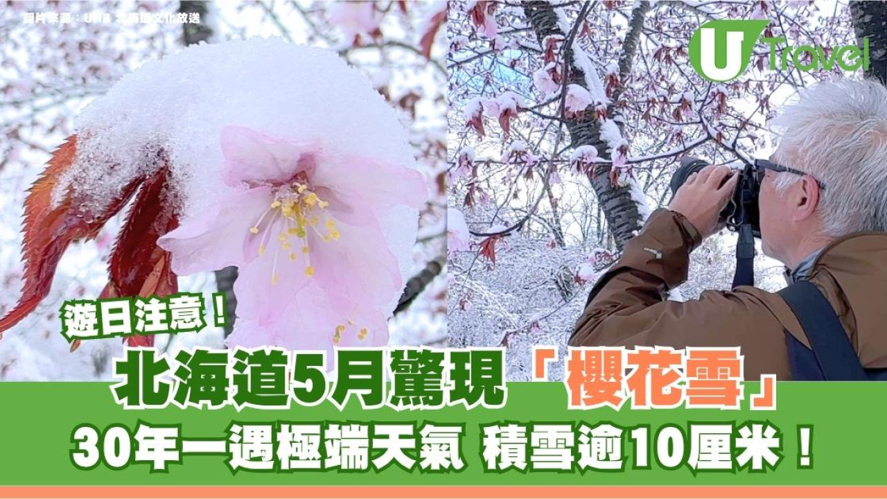 遊日注意｜北海道5月驚現「櫻花雪」！30年一遇極端天氣 積雪逾10厘米