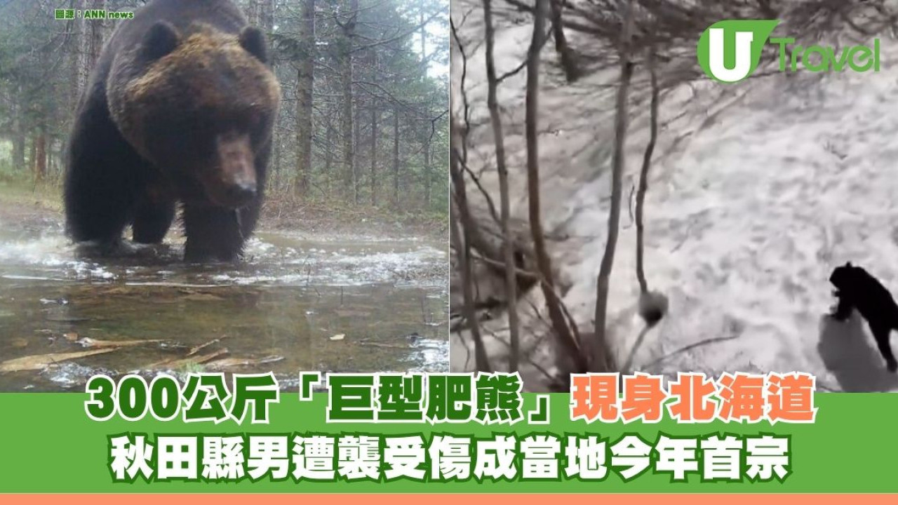 日本多地現熊蹤！300公斤「巨型肥熊」現身北海道 秋田縣男遭襲受傷成當地今年首宗