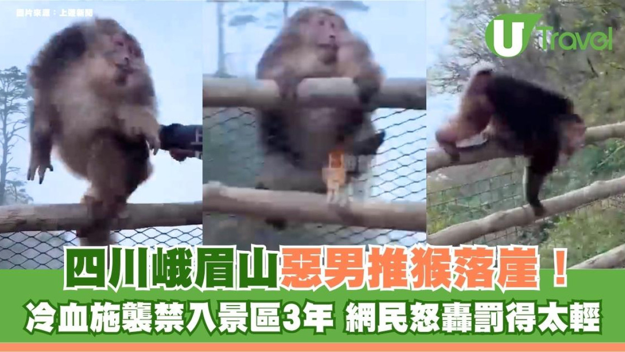 四川峨眉山惡男推猴落崖！冷血施襲禁入景區3年 網民怒轟罰得太輕