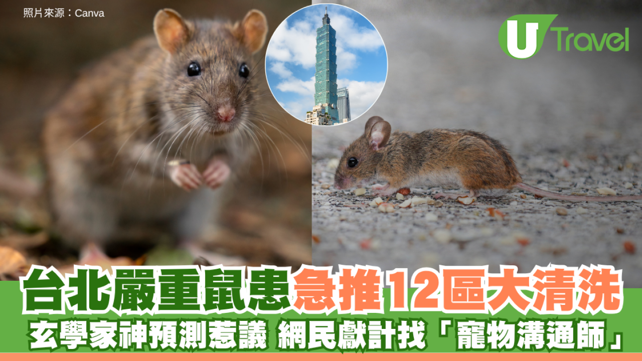 台北嚴重鼠患急推12區大清洗 玄學家神預測惹議 網民獻計找「寵物溝通師」勸退老鼠