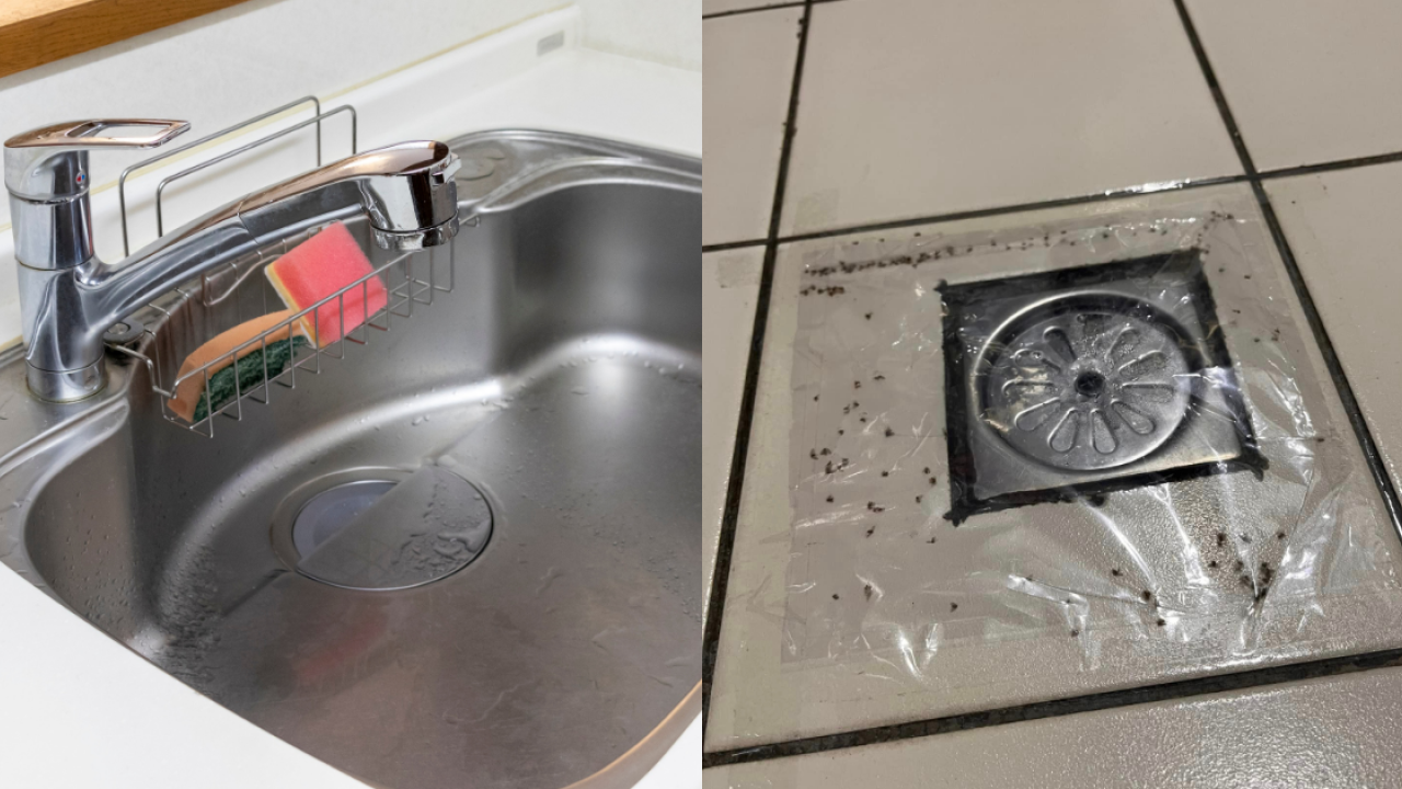 防蚊滋｜廚房廁所去水位湧大量黑蚊滋！專家拆解毛蠓成因 教1招稀釋漂白水斷尾防蟲