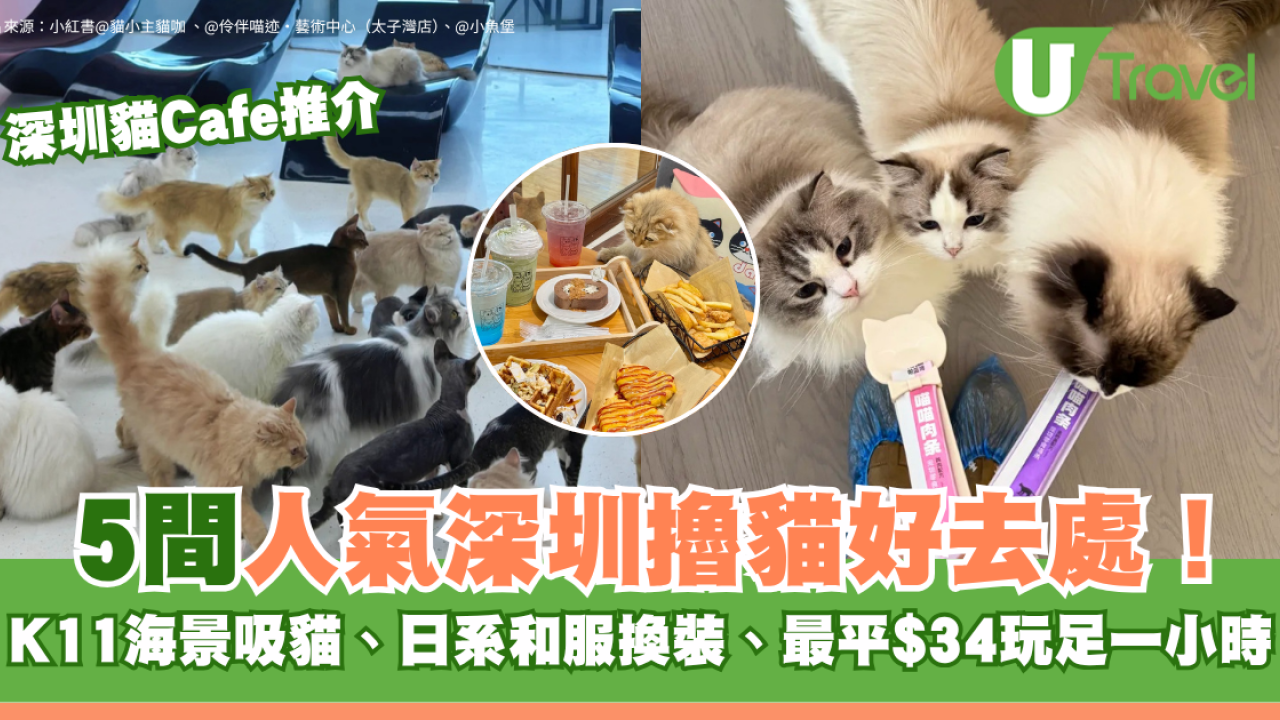 深圳貓Cafe5間人氣推介！K11海景吸貓、日系和服換裝、最平$34玩足一小時