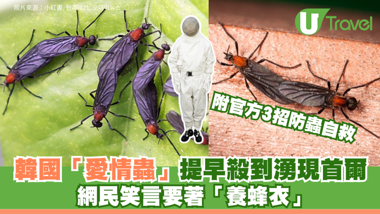 韓國「愛情蟲」提早殺到湧現首爾！ 網民笑言要著「養蜂衣」附官方3招防蟲自救