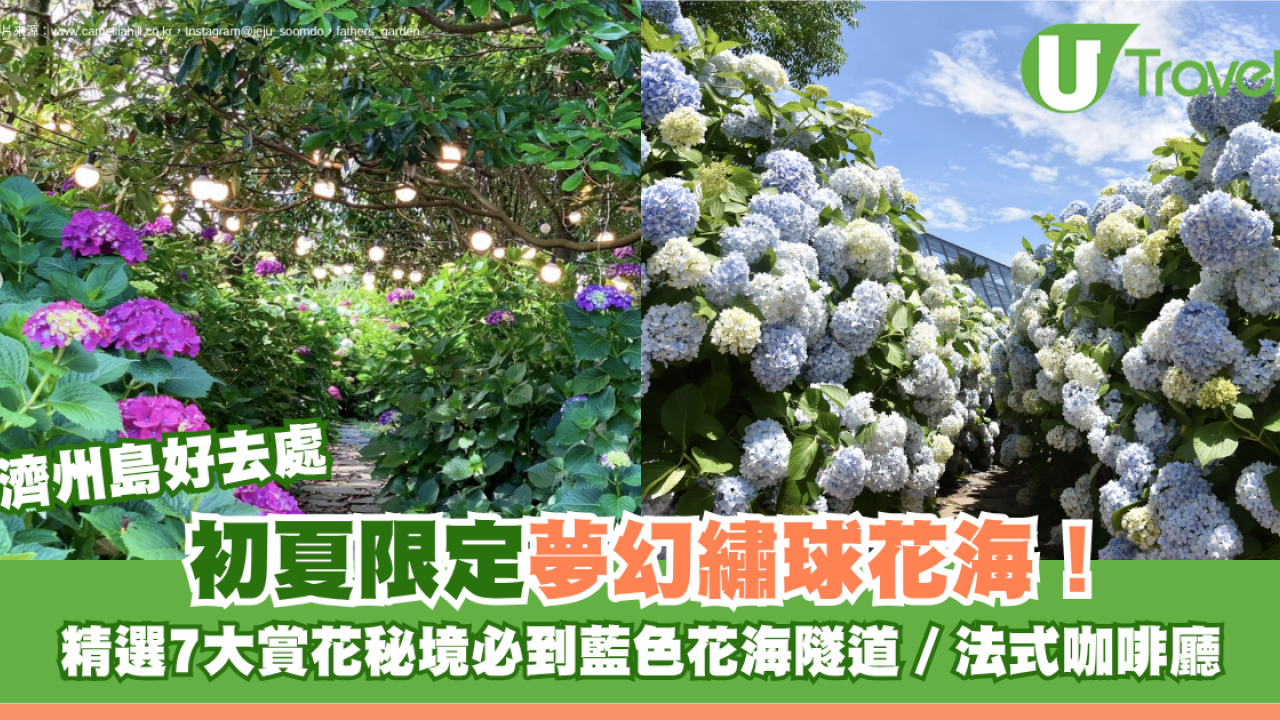 濟州島好去處｜初夏限定夢幻繡球花海！精選7大賞花秘境必到藍色花海隧道、法式咖啡廳