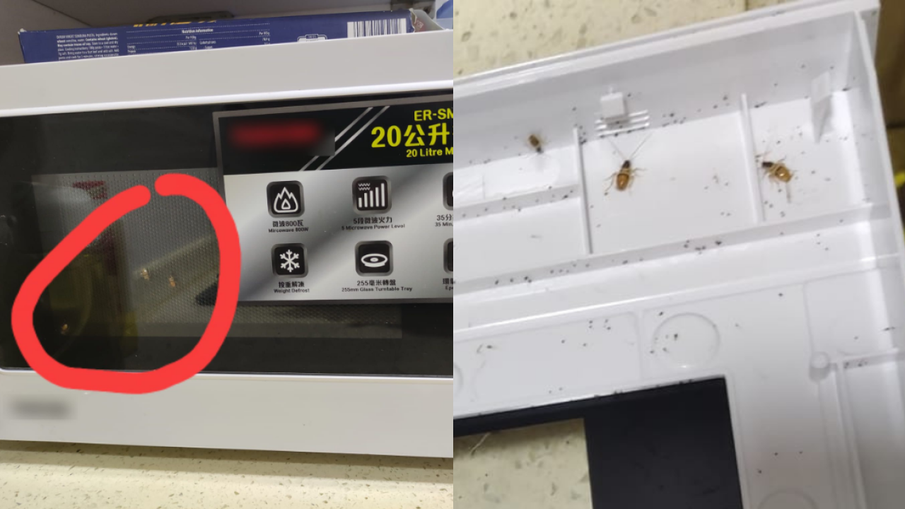 微波爐變曱甴竇？港男拆機門驚見滿佈曱甴屎！即學2招天然去污+專家滅蟲法