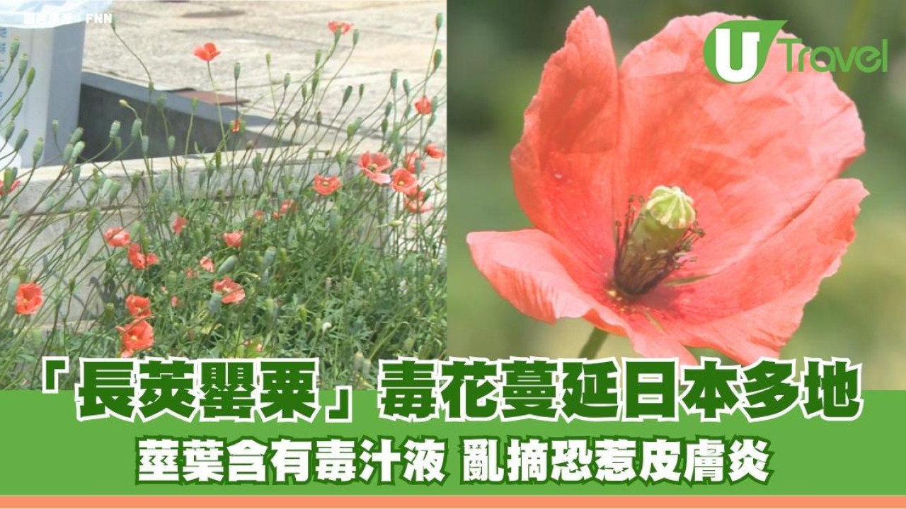遊日注意｜「長莢罌粟」毒花蔓延日本多地！莖葉含有毒汁液 亂摘恐惹皮膚炎