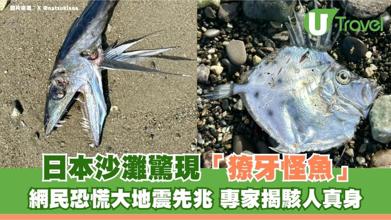 日本沙灘驚現「獠牙怪魚」！網民恐慌大地震先兆 專家揭駭人真身