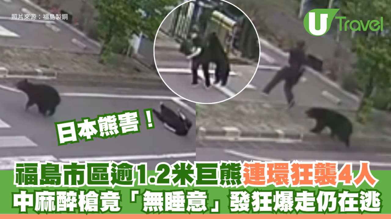 日本熊害｜福島市區逾1.2米巨熊連環狂襲4人！中麻醉槍竟「無睡意」發狂爆走仍在逃