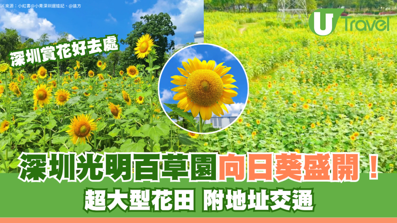 深圳光明百草園向日葵花海盛開！超大型花田「包場式」打卡 附地址交通
