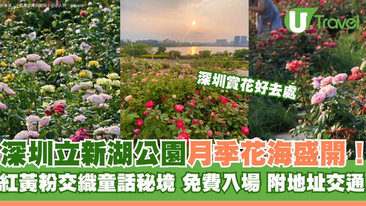 深圳寶安區立新湖公園月季花海盛開！紅黃粉交織童話秘境免費入場 附地址交通