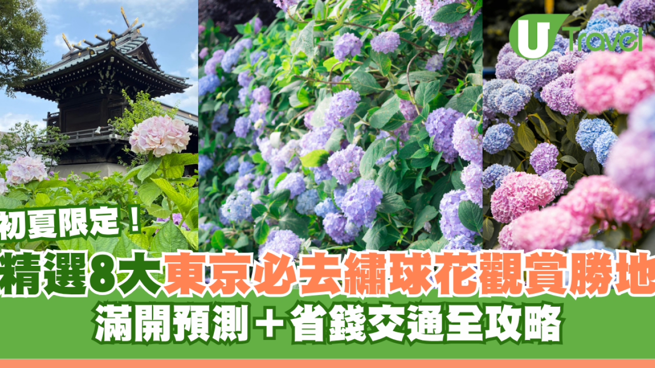 東京繡球花2026｜紫陽花打卡景點8大推薦！最新花期預測+賞花貼士 附交通地址