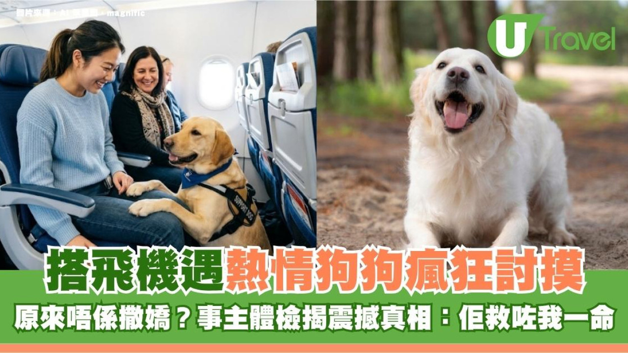 搭飛機遇熱情狗狗瘋狂討摸 原來唔係撒嬌？事主體檢揭震撼真相：佢救咗我一命！