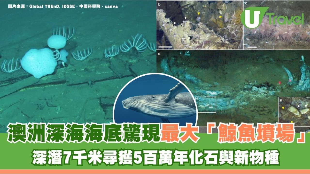 澳洲深海海底驚現最大「鯨魚墳場」！深潛7千米尋獲5百萬年化石與新物種