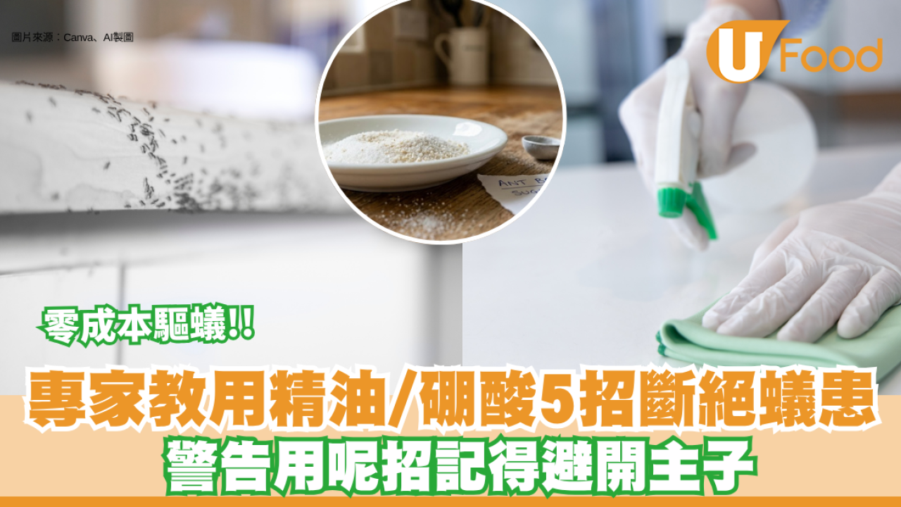 驅蟻方法｜屋企殺極都有螞蟻？ 專家教用精油/硼酸5招斷絕蟻患 警告用呢招記得避開寵物