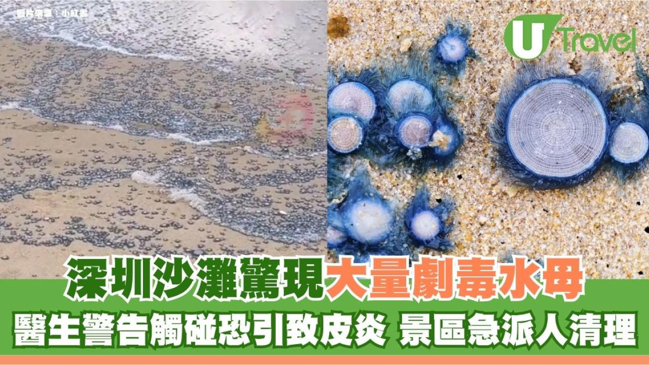 北上注意｜深圳沙灘驚現大量劇毒水母！醫生警告觸碰恐引致皮炎 景區急派人清理