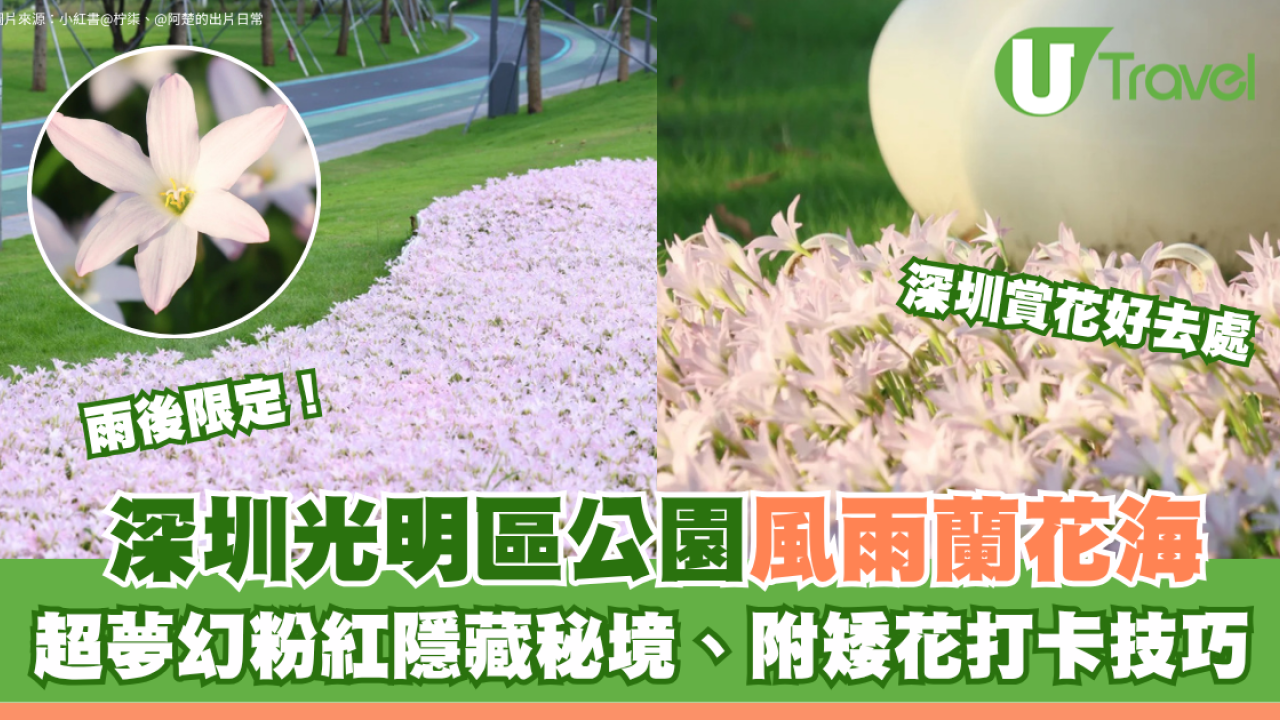 深圳光明區公園雨後限定風雨蘭花海 超夢幻粉紅隱藏秘境！附矮花打卡技巧