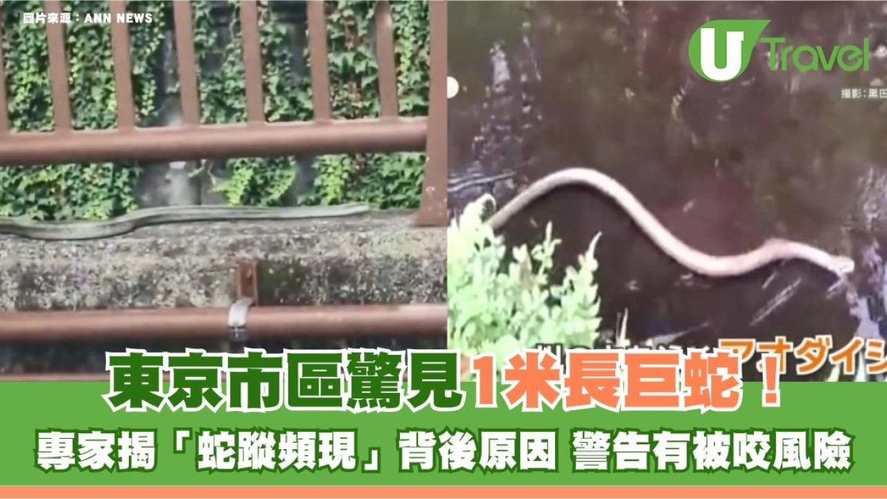 遊日注意｜東京市區驚見1米長巨蛇！專家揭露「蛇蹤頻現」背後原因 警告有被咬風險