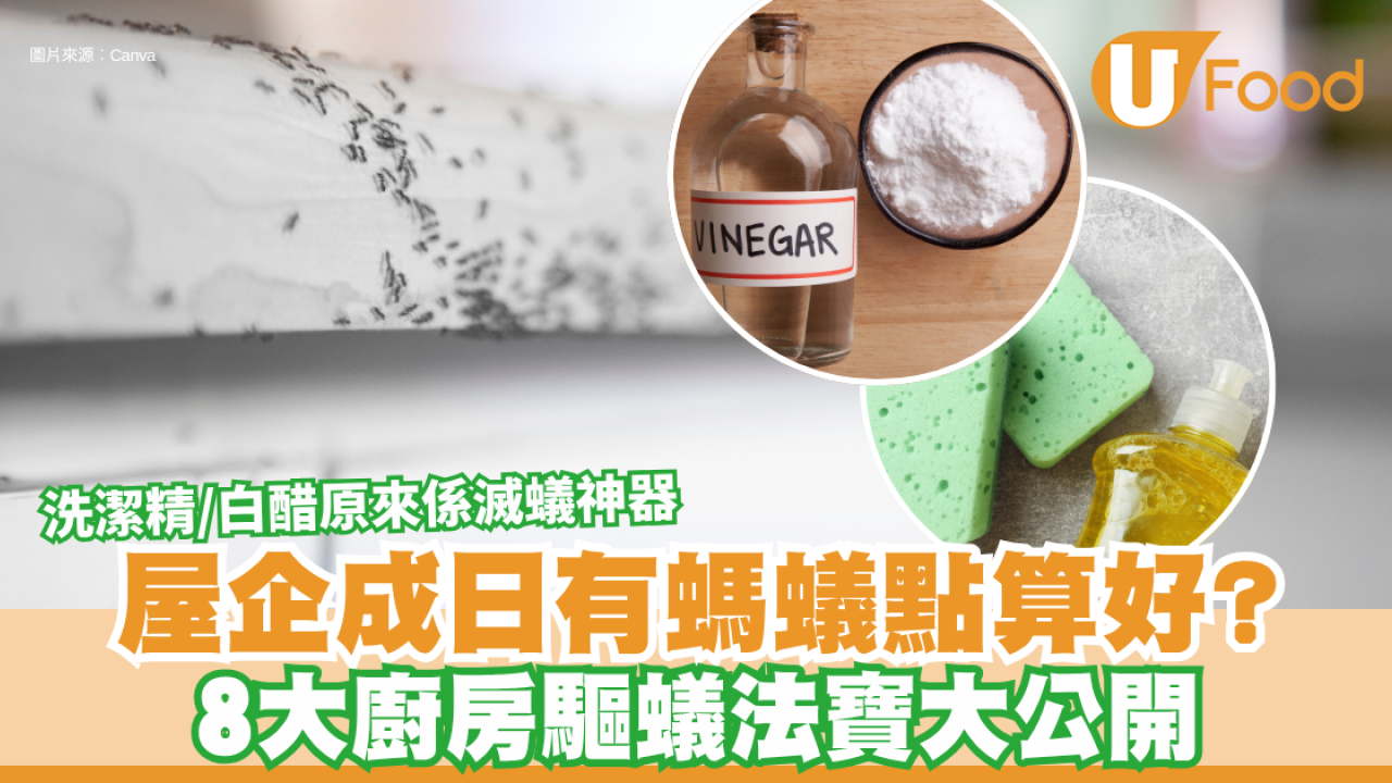 驅蟻方法｜屋企成日有螞蟻點算好？8大廚房驅蟻法寶大公開 洗潔精/白醋原來係滅蟻神器！