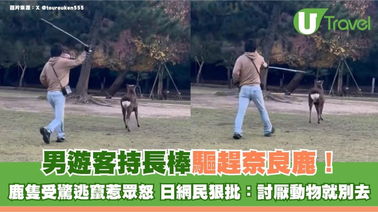 男遊客持長棒驅趕奈良鹿！鹿隻受驚逃竄惹眾怒 日網民狠批：討厭動物就別去