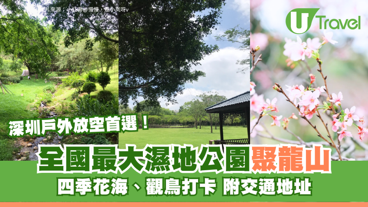 深圳戶外放空首選！全國最大濕地公園聚龍山 四季花海、觀鳥打卡 附交通地址