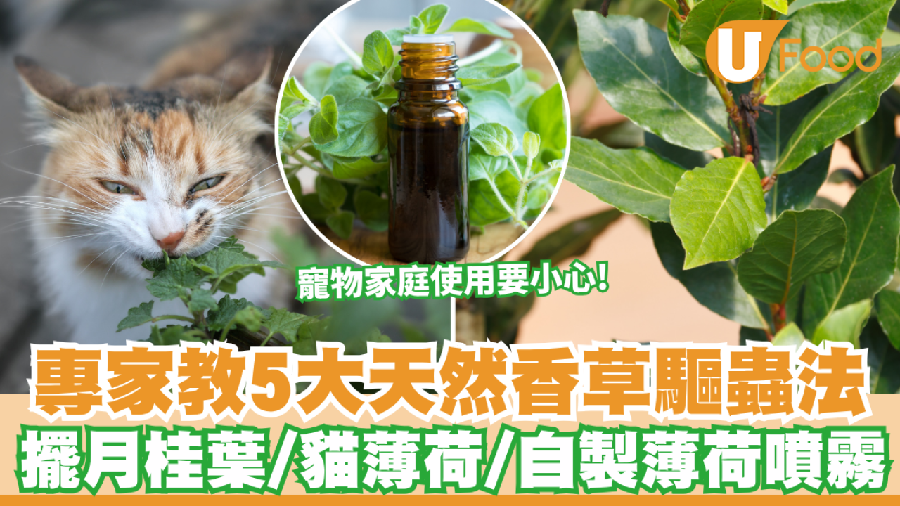 廚房滅蟲｜夏天廚房惹蚊蟲曱甴？專家教5大天然香草驅蟲法 擺月桂葉/自製薄荷噴霧