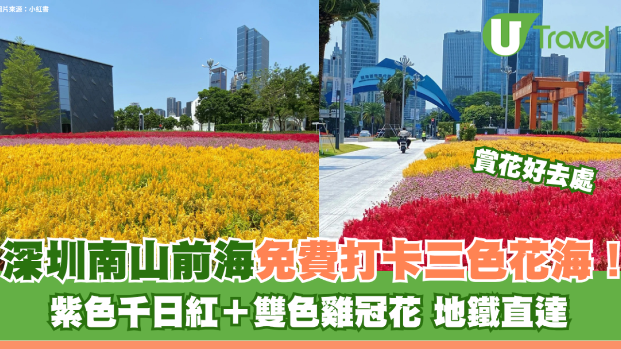 深圳南山前海三色花海地鐵直達！免費打卡紫色千日紅＋雙色雞冠花 
