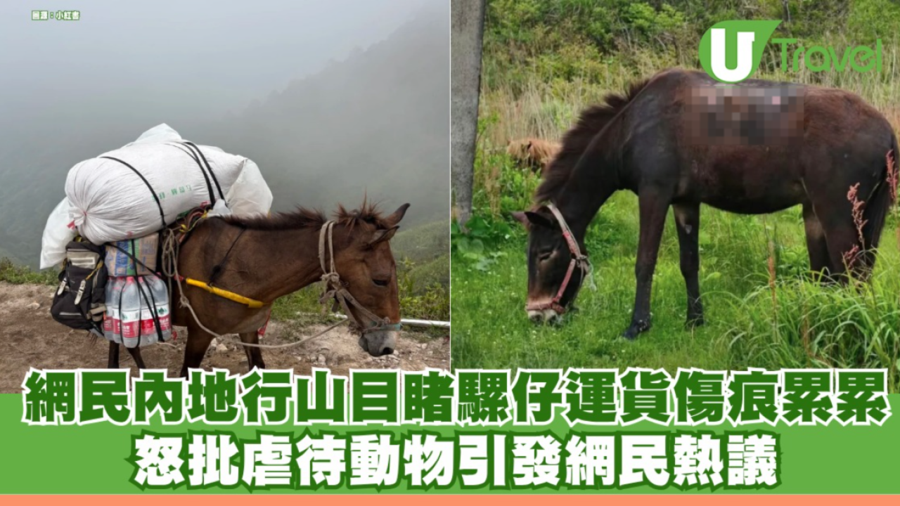 網民內地行山目睹騾仔負重運貨傷痕累累 怒批虐待動物引發網民熱議
