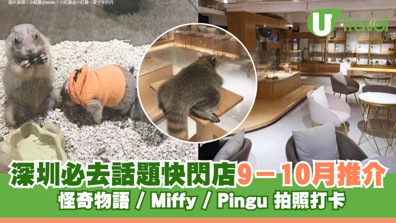 深圳福田1,200呎萌寵咖啡廳 $33起近距離餵食土撥鼠/雪貂/蜜袋鼯