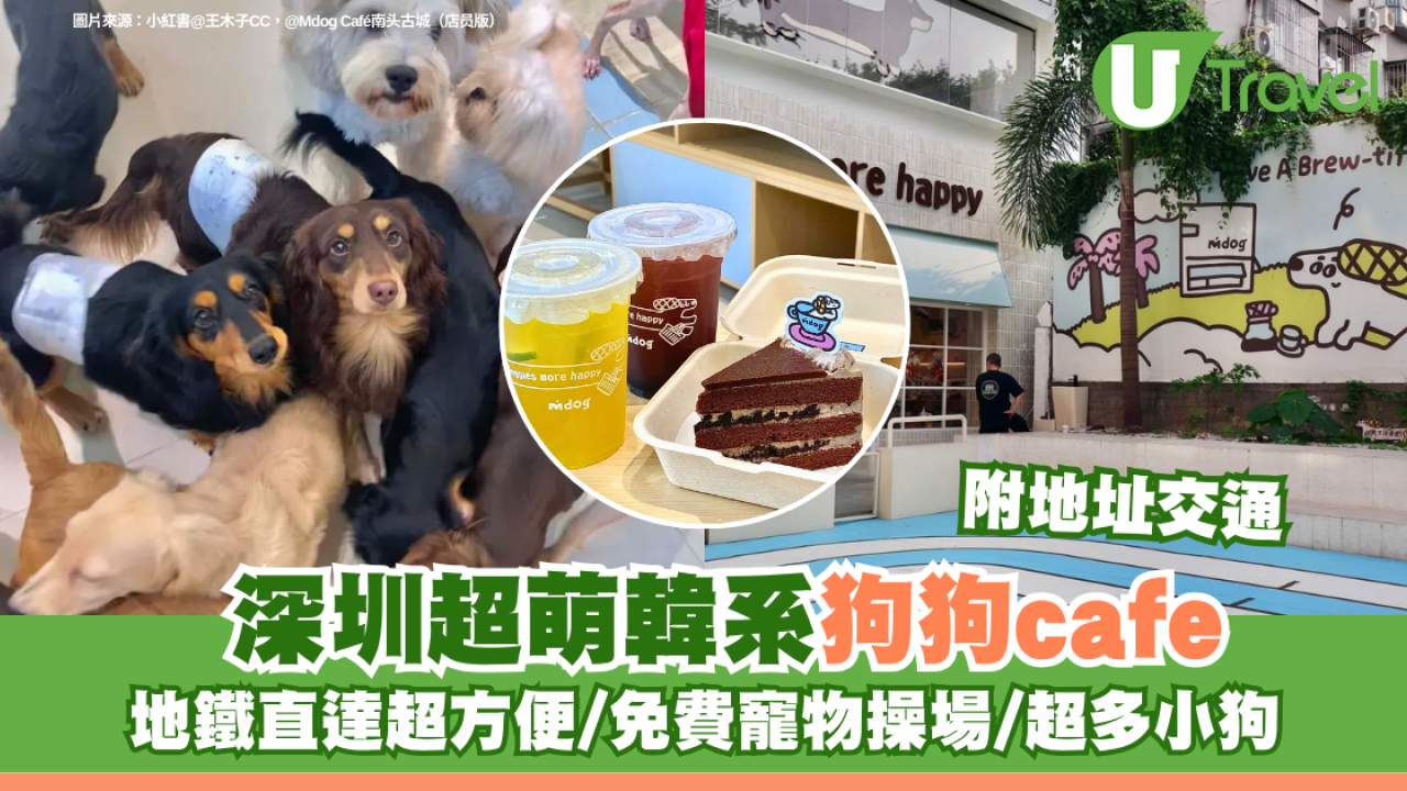 深圳超萌韓系狗cafe附交通地址 地鐵直達超方便/免費寵物操場/超多小狗